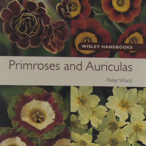 Primroses and Auricular